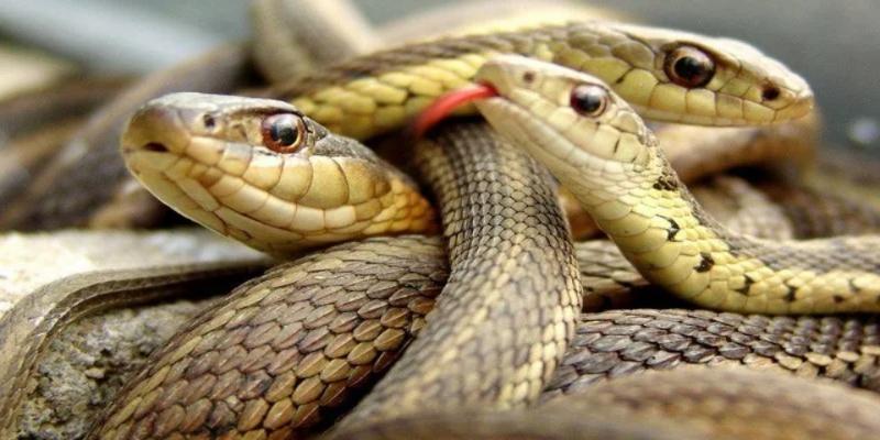Nằm mơ thấy rắn bạn nên đánh con gì?