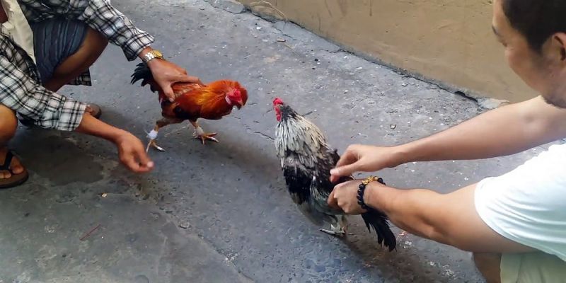 Chế độ dinh dưỡng trong kỹ thuật nuôi gà chọi